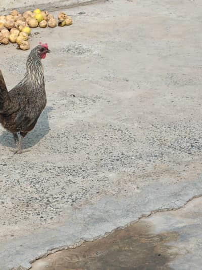 Misri hen for sale 03427565530