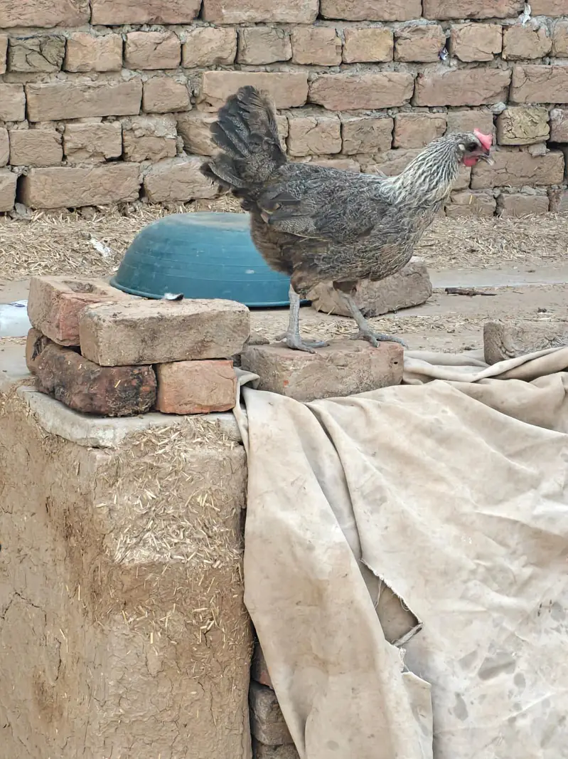 Misri hen for sale 03427565530 — photo 2