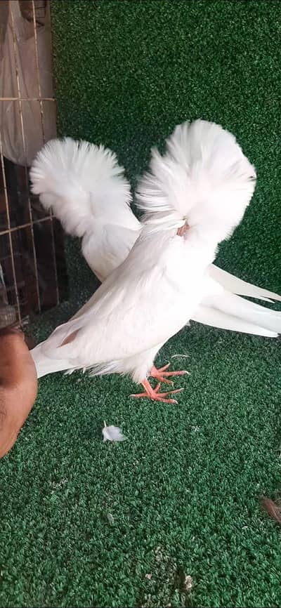 jacobin Chicks available