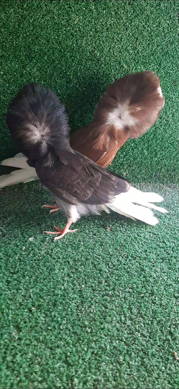 jacobin Chicks available 1