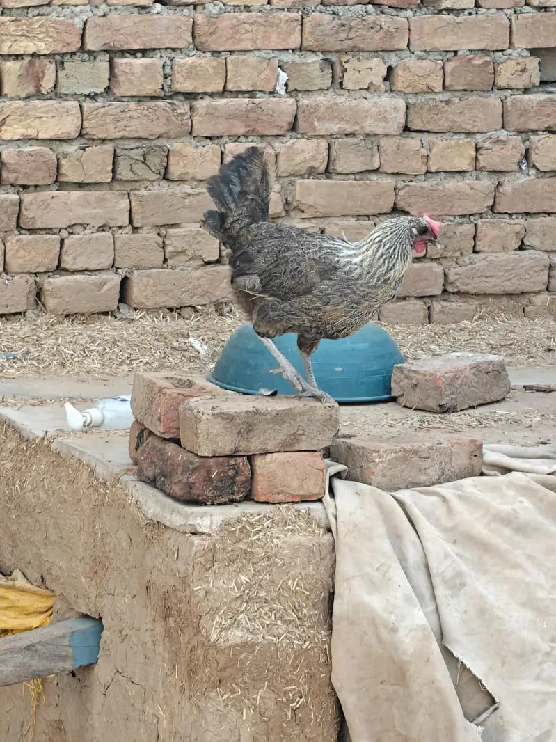 Misri hen for sale 03427565530 — photo 3