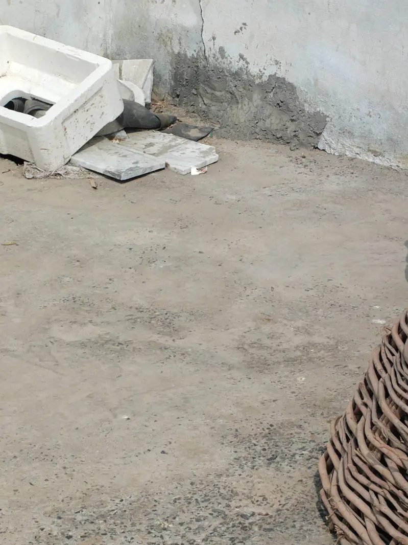 Misri hen for sale 03427565530 — photo 4