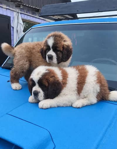IMPORTED SAINT BERNARD TOP QUALITY PUPPIES AVAILABLE FOR SALE