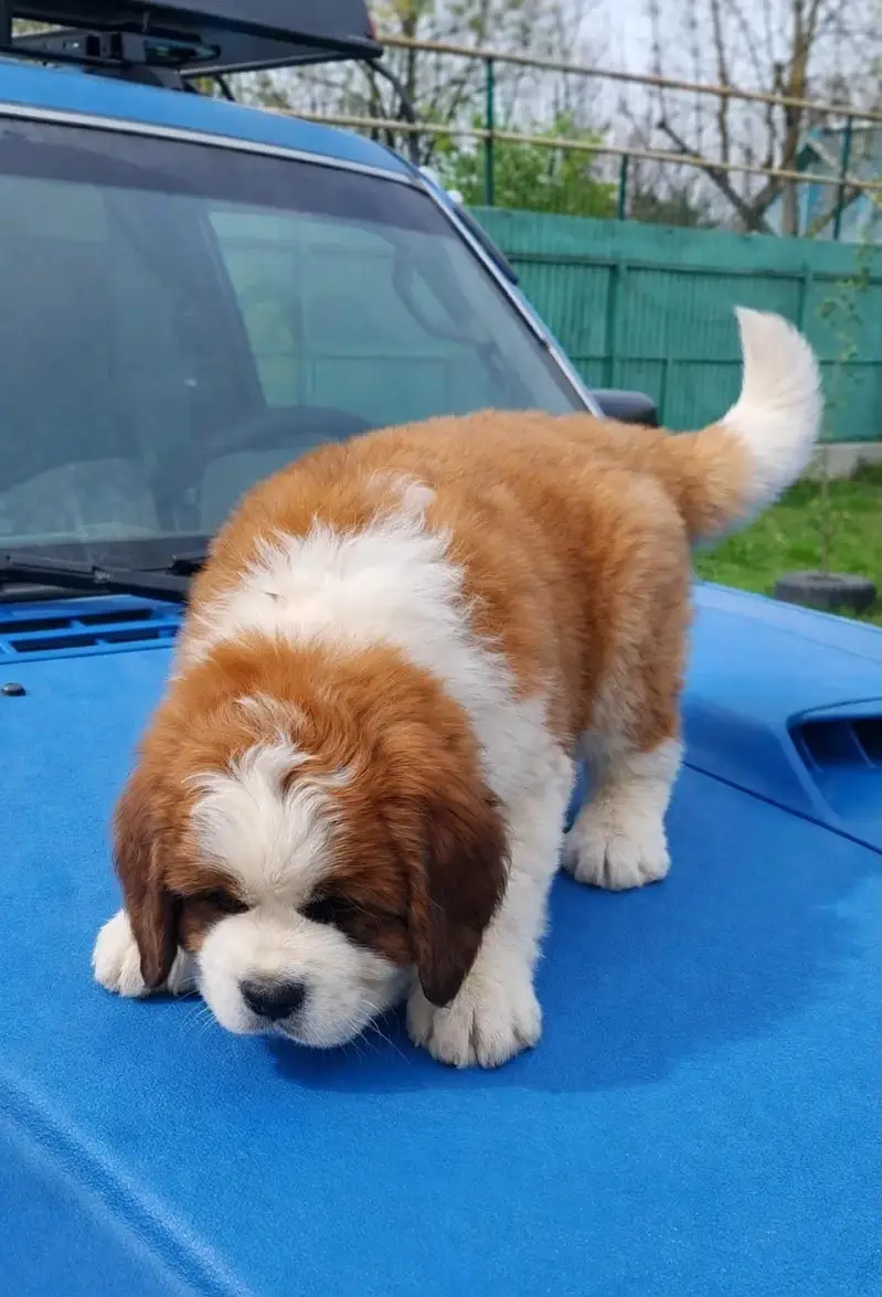 IMPORTED SAINT BERNARD TOP QUALITY PUPPIES AVAILABLE FOR SALE — photo 2