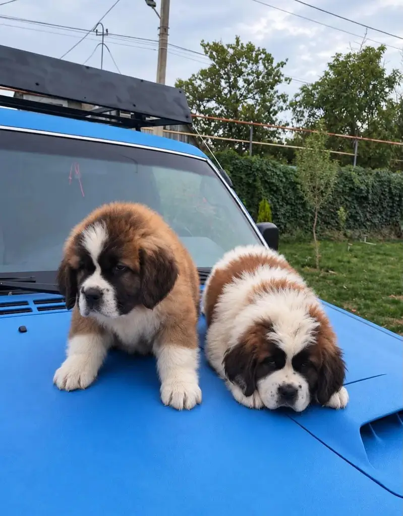 IMPORTED SAINT BERNARD TOP QUALITY PUPPIES AVAILABLE FOR SALE — photo 3