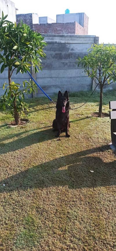 Pure Black German Shepherd Dog for Sale