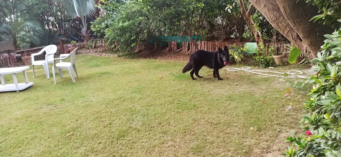 Pure Black German Shepherd Dog for Sale — photo 2