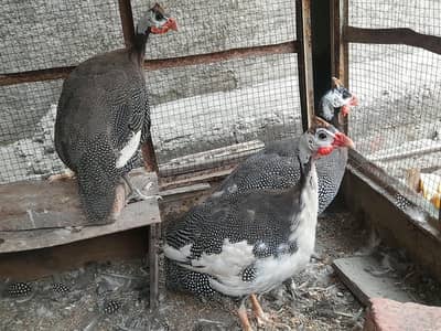 Guinea fowl Trio set available. ( Chakor )