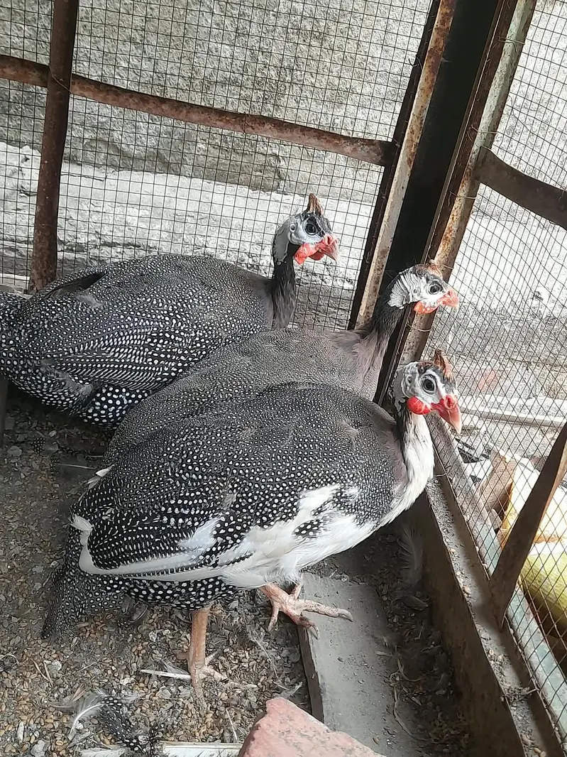 Guinea fowl Trio set available. ( Chakor ) — photo 2