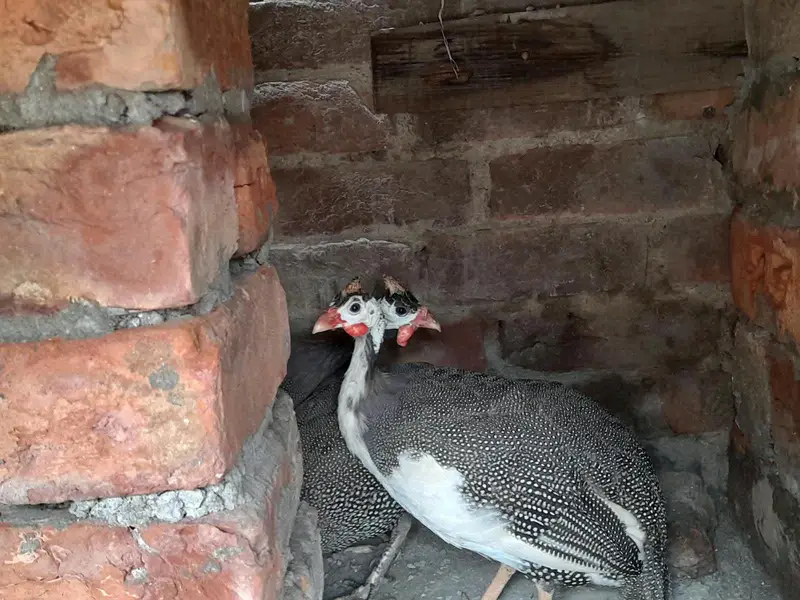 Guinea fowl Trio set available. ( Chakor ) — photo 3
