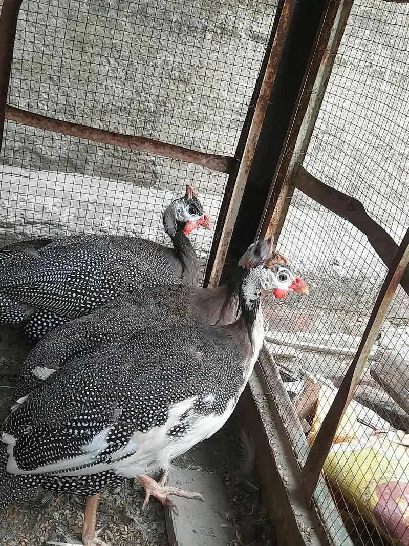 Guinea fowl Trio set available. ( Chakor ) — photo 4