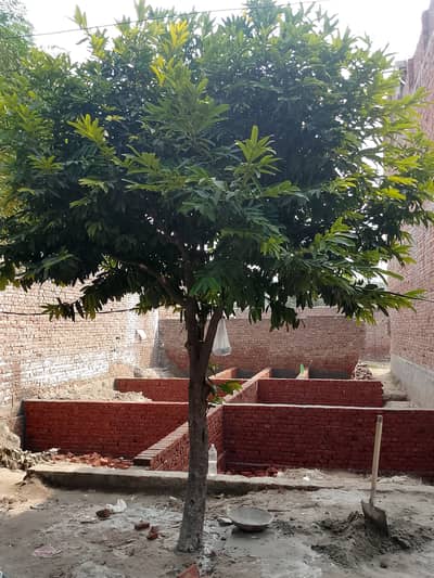 Plant available