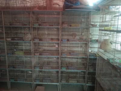 pinjra cages 4 partions