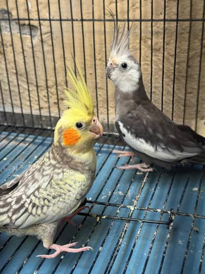 Cocktail Parrots