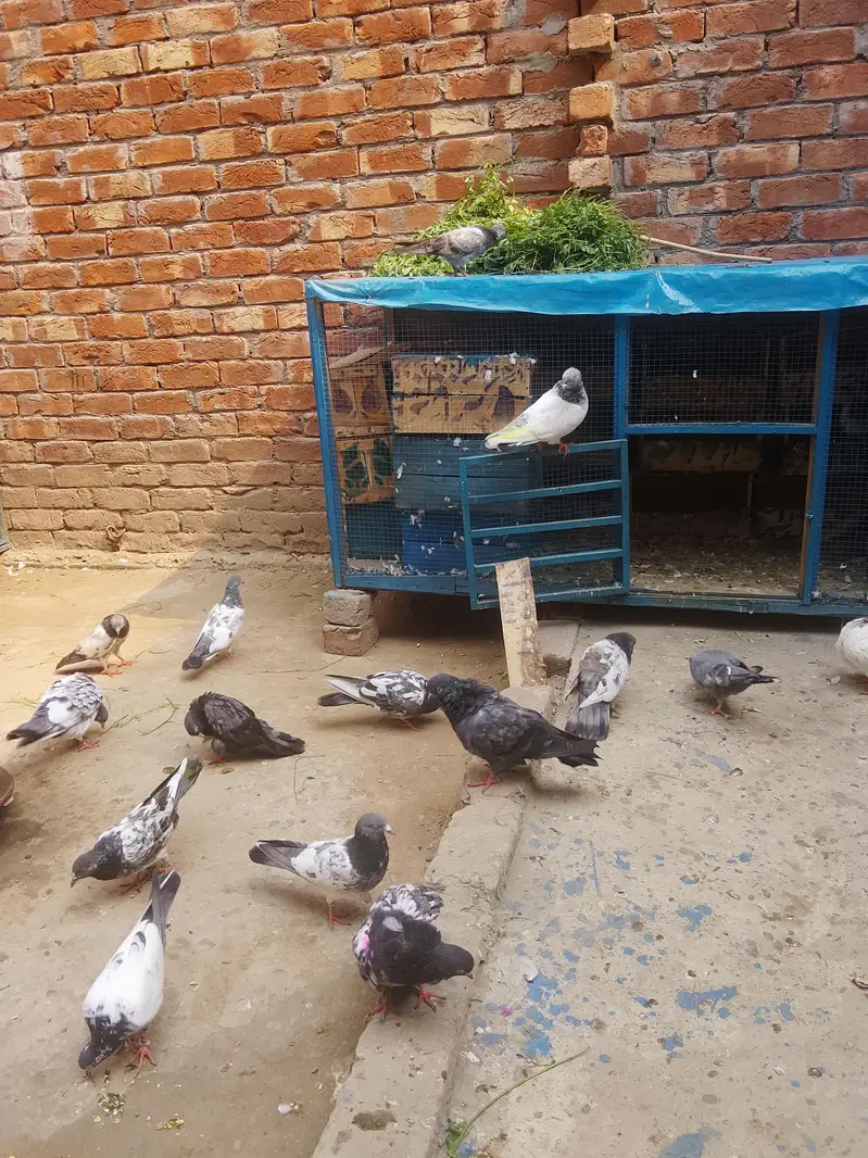 High flyers kabutar — photo 2
