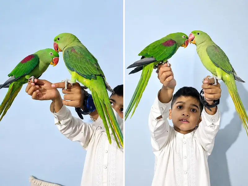 Rah train Kashmiri pair — photo 4