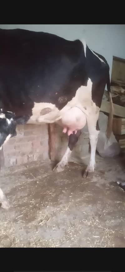 cow  hf cross gay