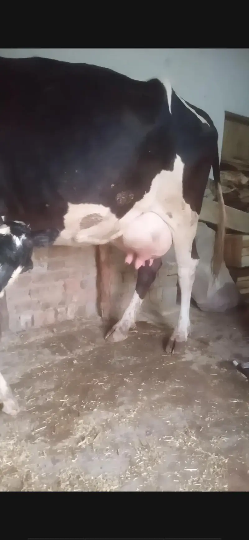 cow  hf cross gay