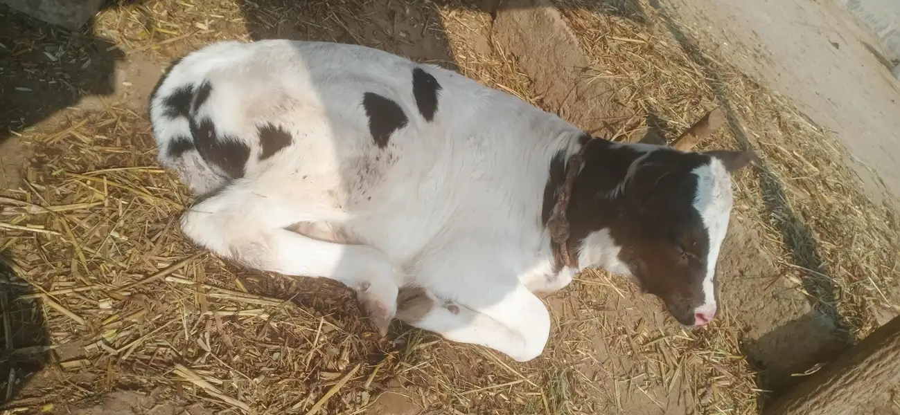 cow  hf cross gay — photo 2
