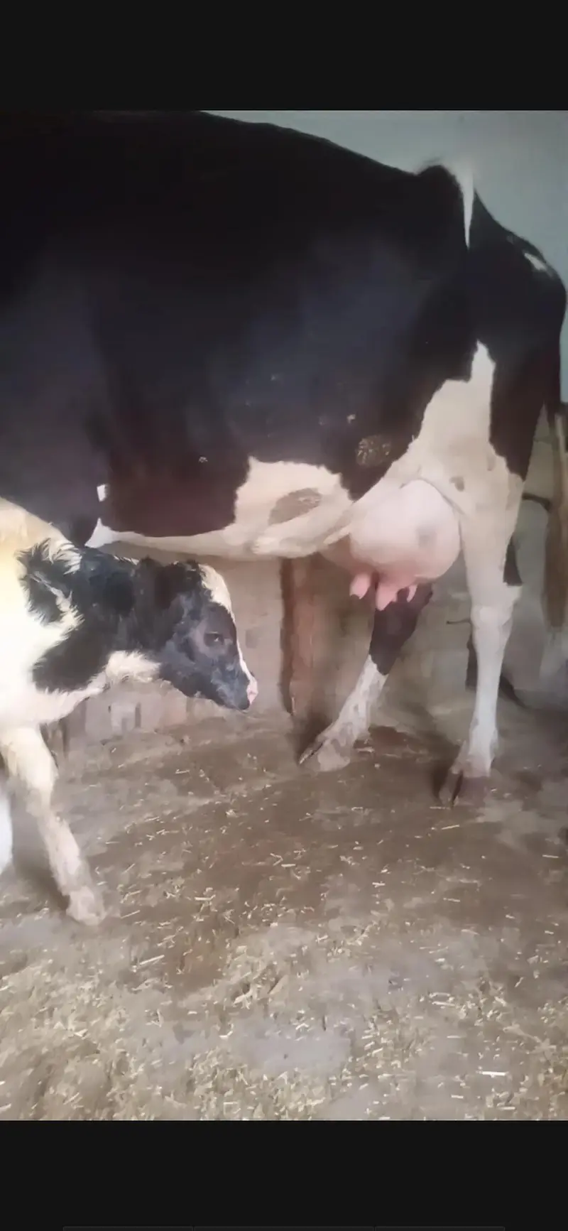 cow  hf cross gay — photo 3
