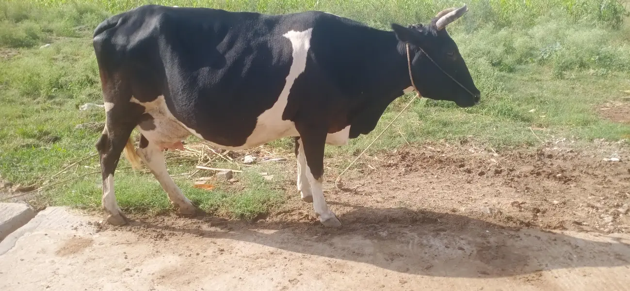 cow  hf cross gay — photo 4