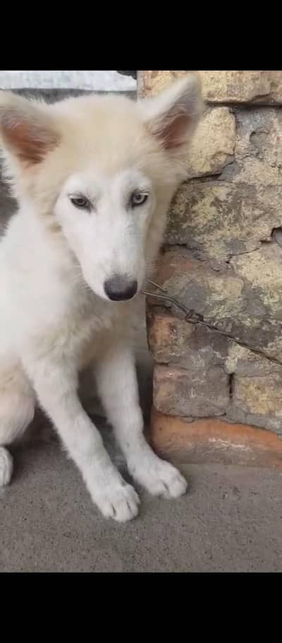 siberian husky white female 4.5 month age
