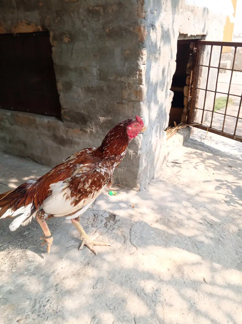 Mianwali Aseel — photo 3