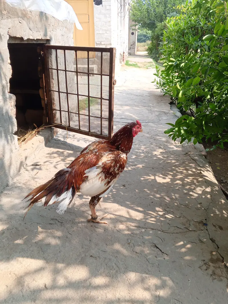 Mianwali Aseel — photo 4