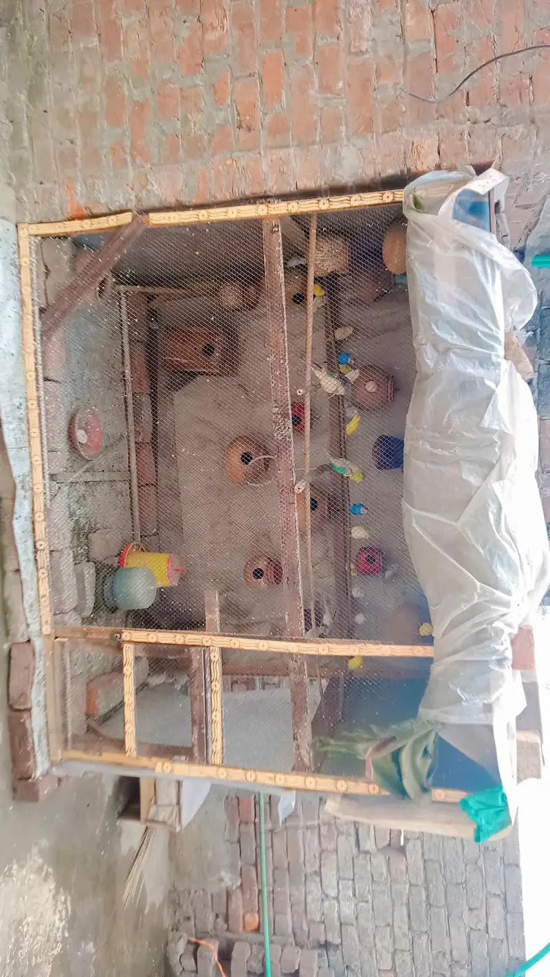 bajari parrot with cage 100% breeder pair — photo 2