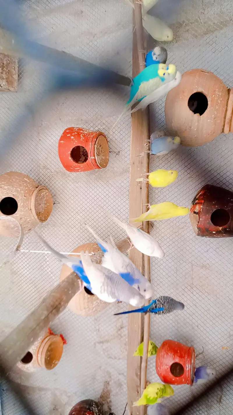 bajari parrot with cage 100% breeder pair — photo 4
