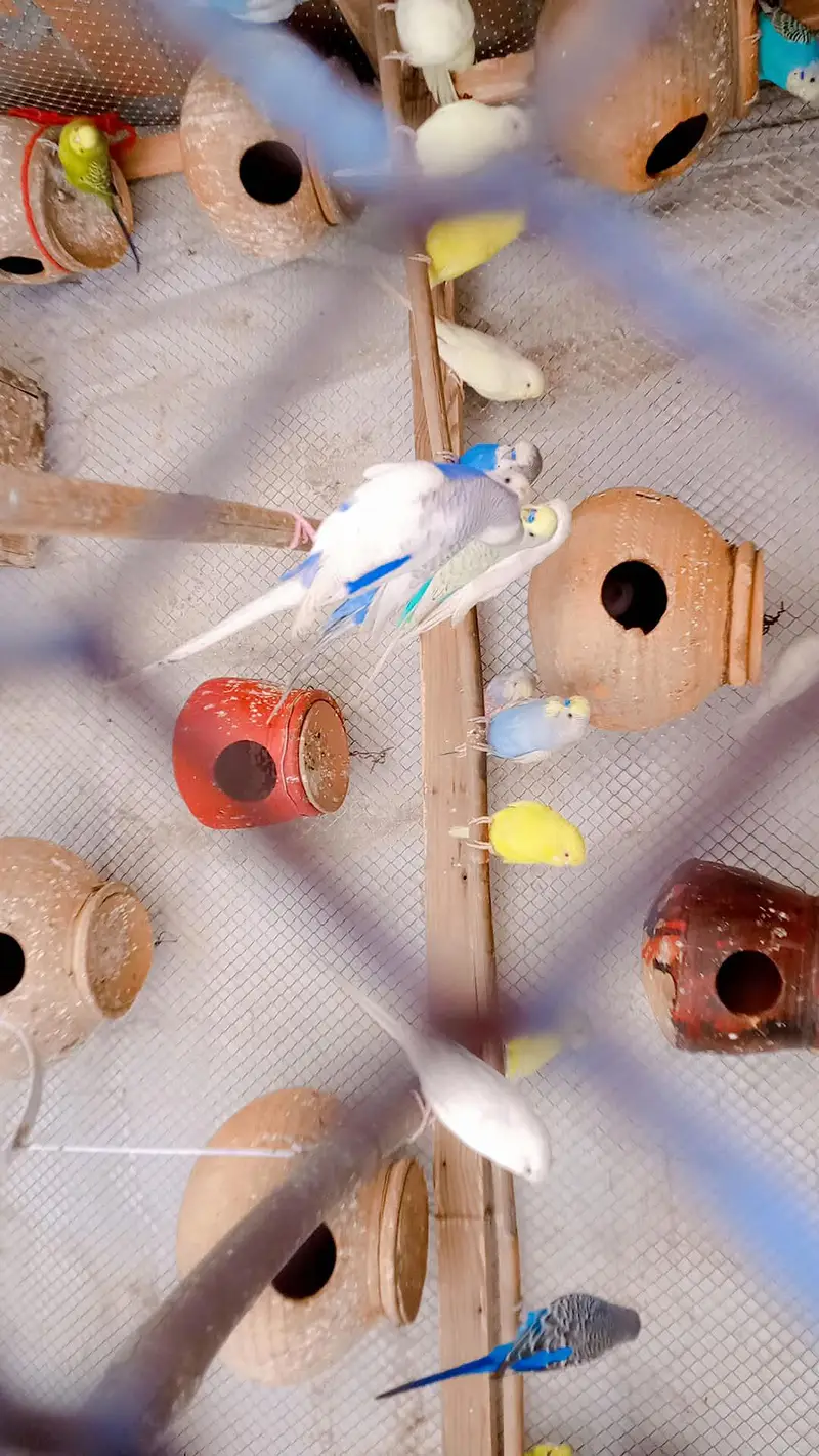bajari parrot with cage 100% breeder pair — photo 5