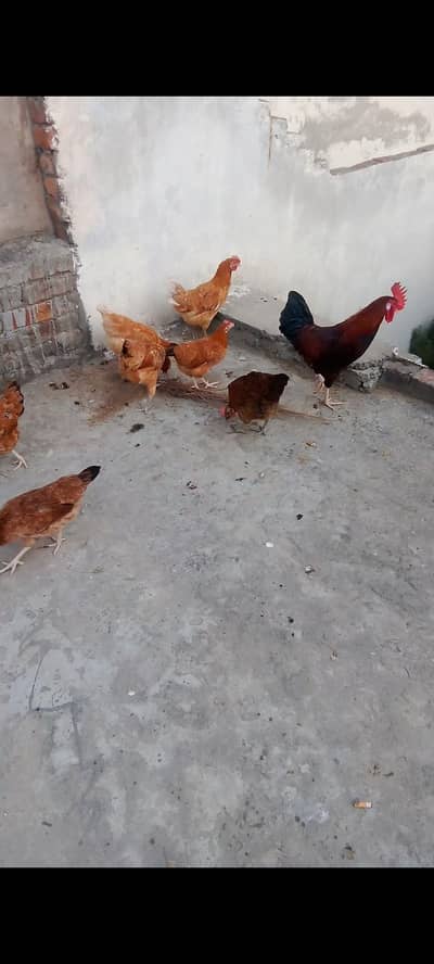 Egg laying hens