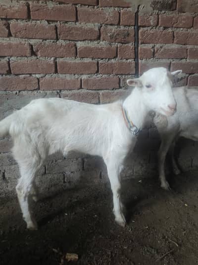 pure burbary goat