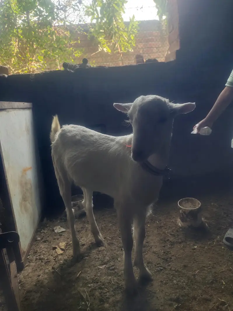 pure burbary goat — photo 2