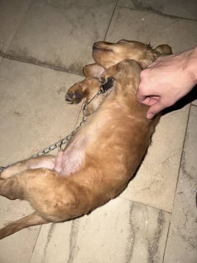 Pedigree Golden Retriever For Sale With MicroChip and pedigree file