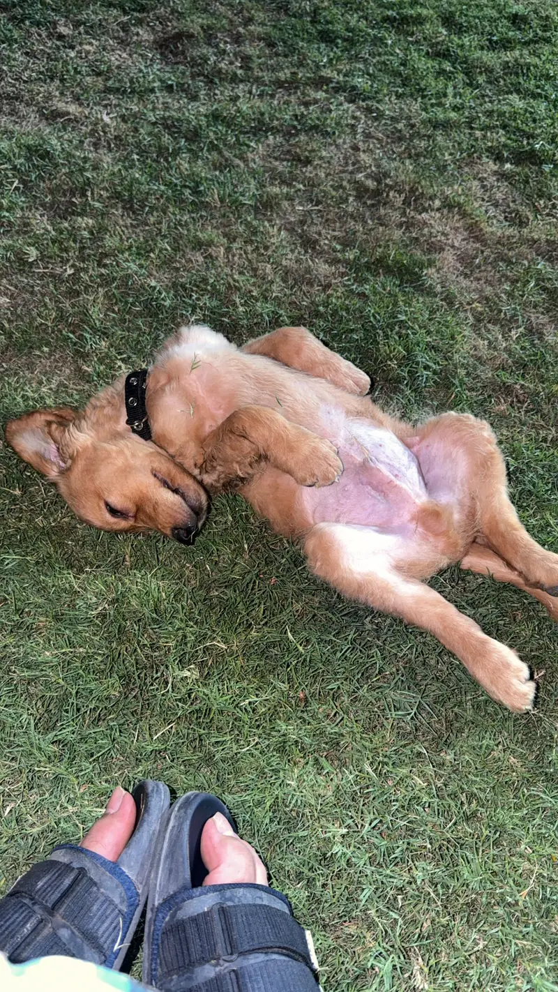 Pedigree Golden Retriever For Sale With MicroChip and pedigree file — photo 3