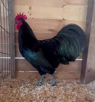 Heritage Australorp
