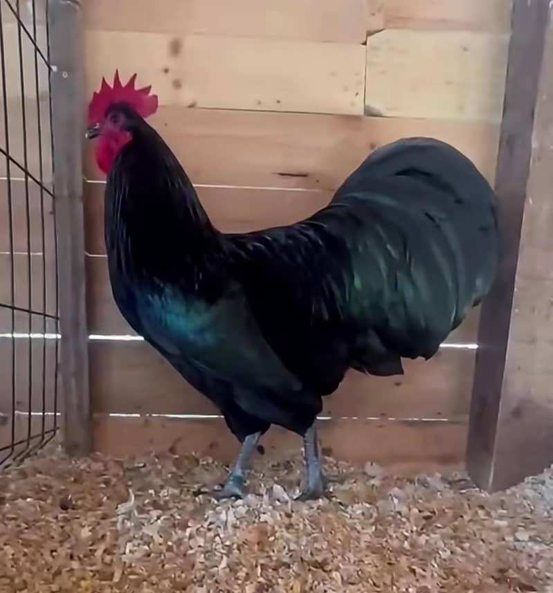 Australorp Haritage 0