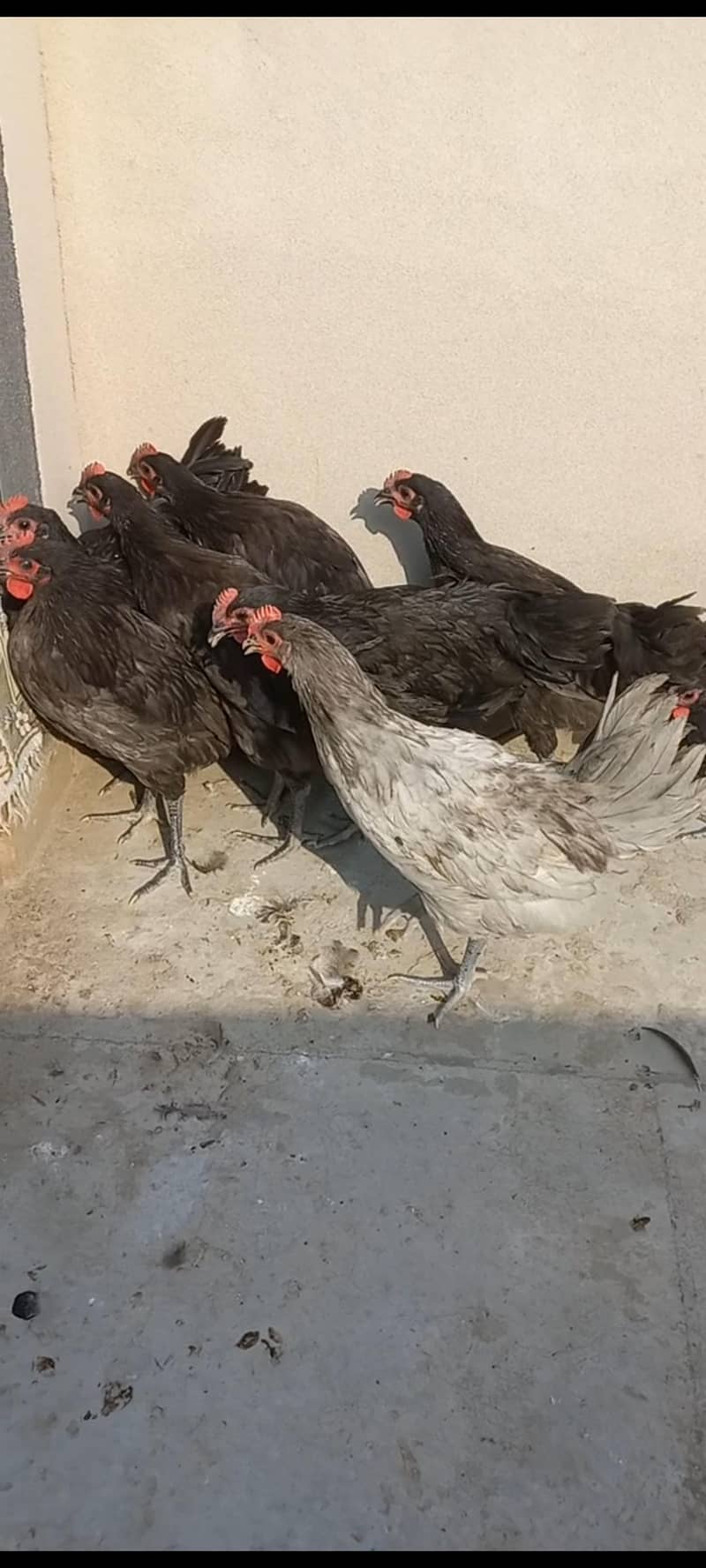 Australorp Haritage 1