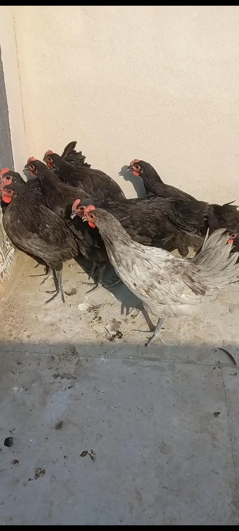 Heritage Australorp — photo 2