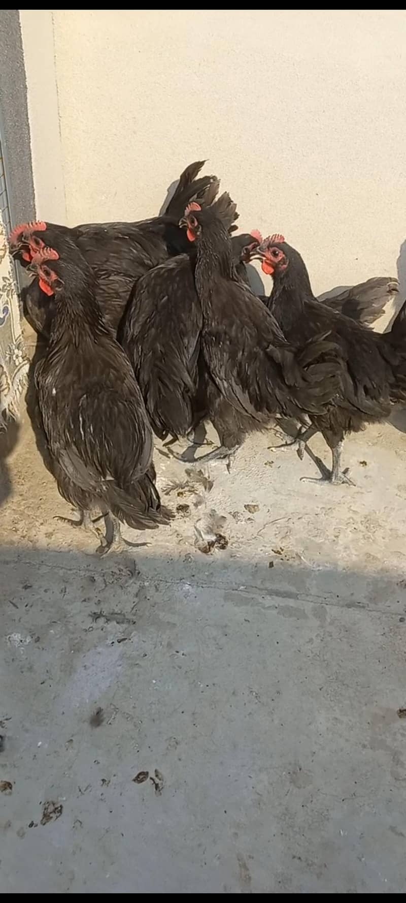 Australorp Haritage 2
