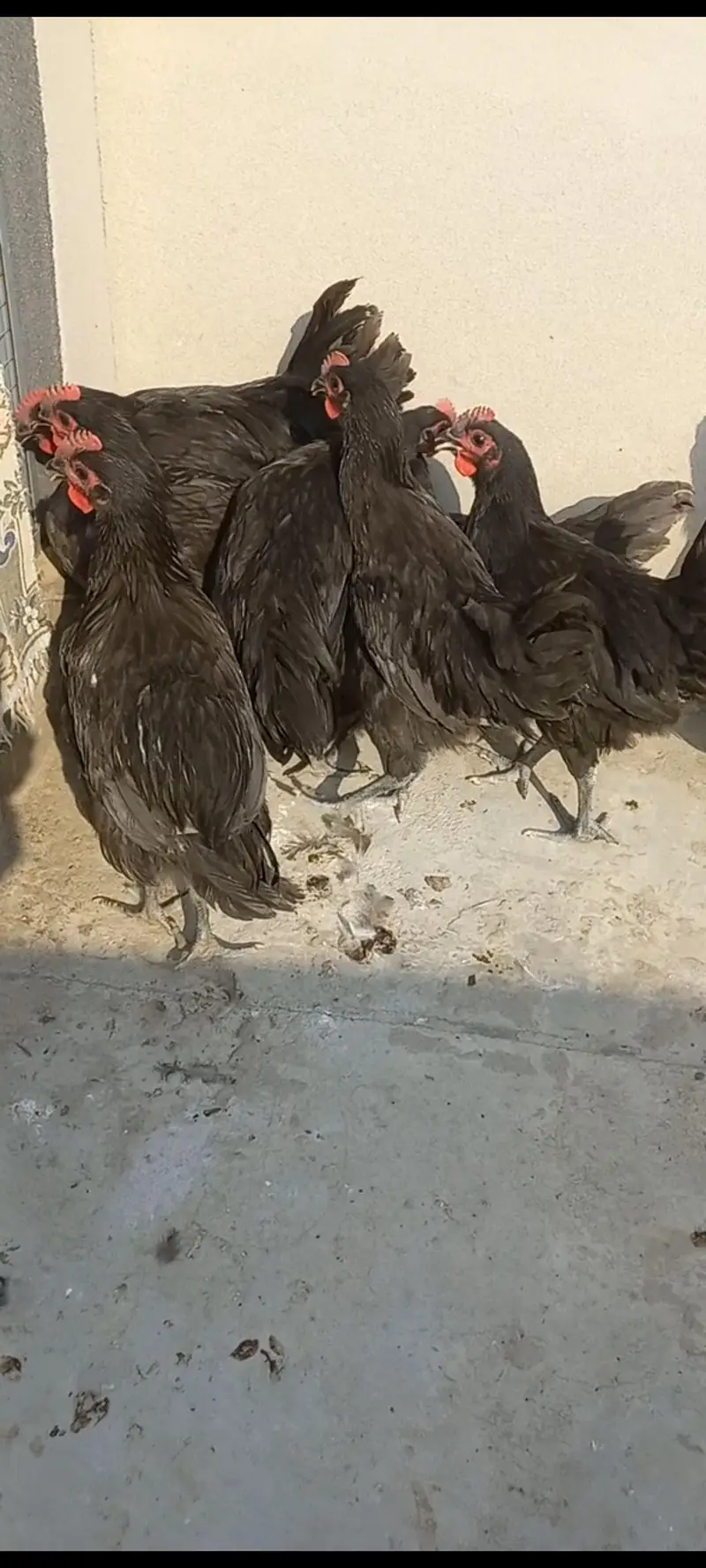 Heritage Australorp — photo 3