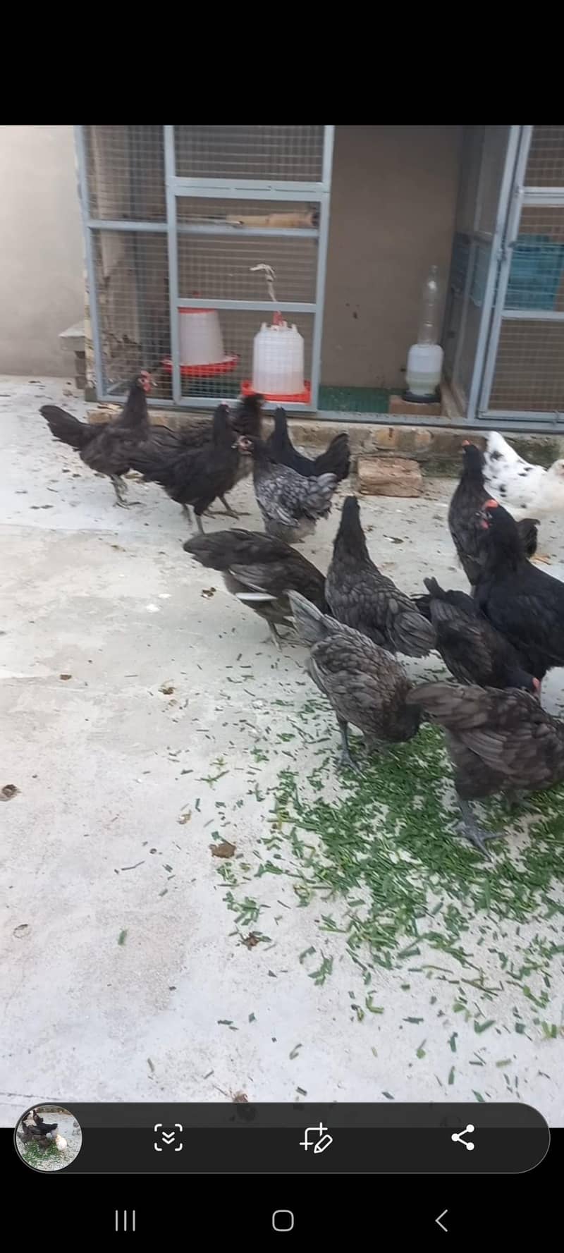 Australorp Haritage 3
