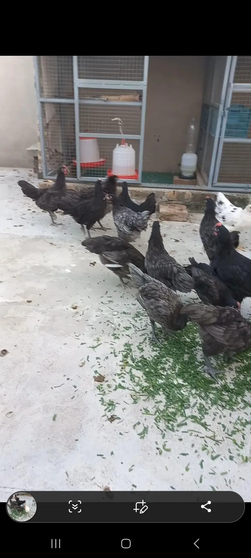 Heritage Australorp — photo 4