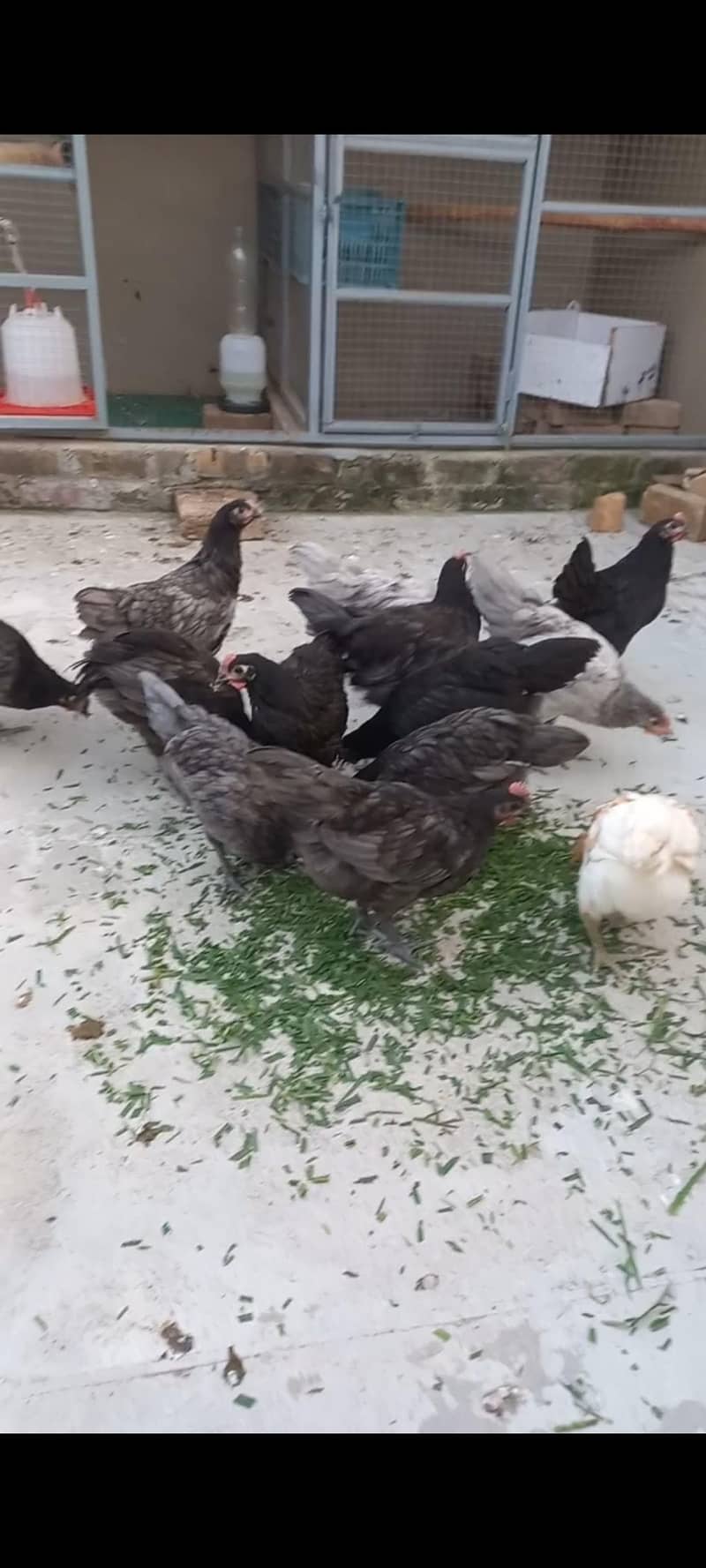 Australorp Haritage 4