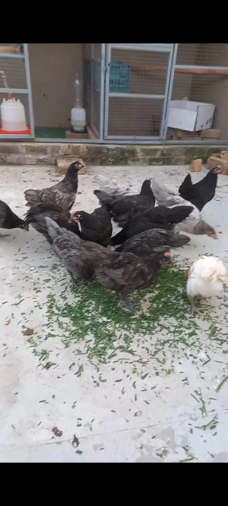 Heritage Australorp — photo 5