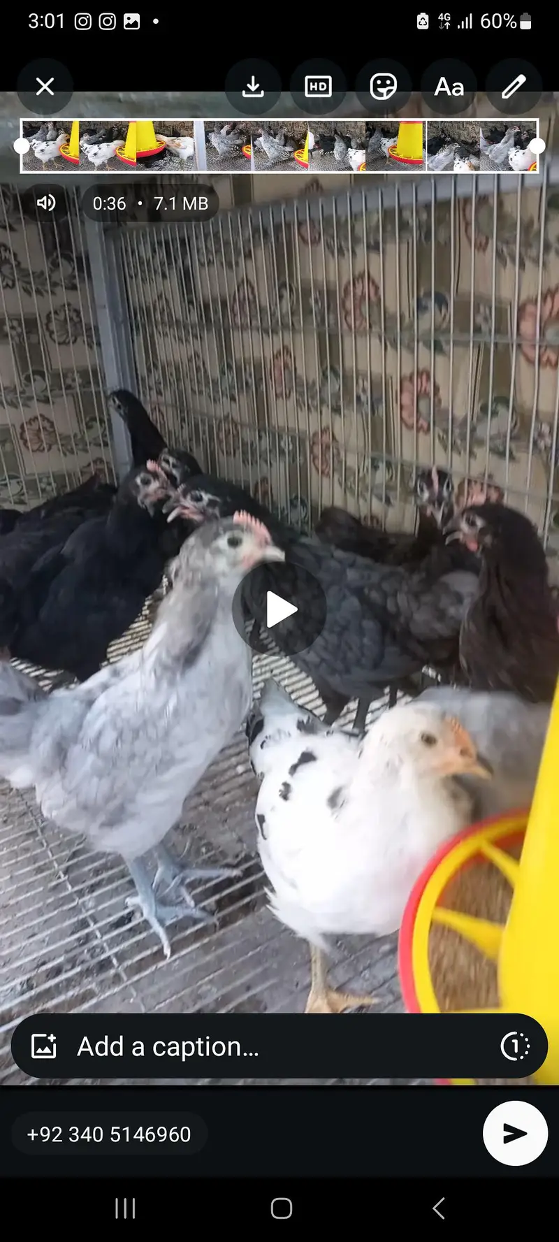 Heritage Australorp — photo 6