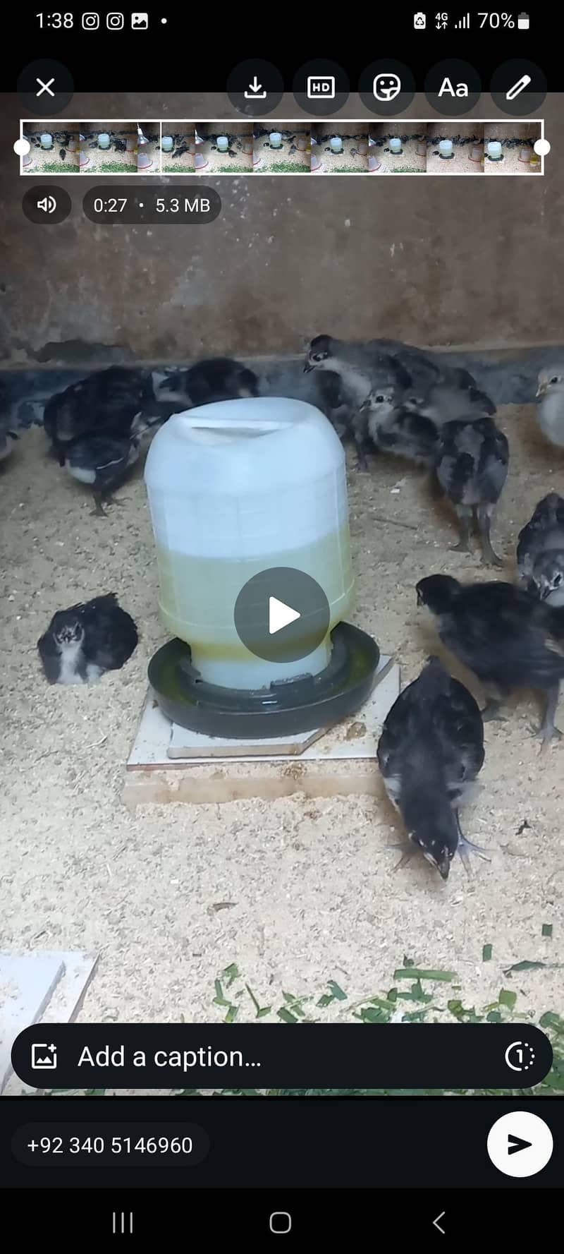 Australorp Haritage 5