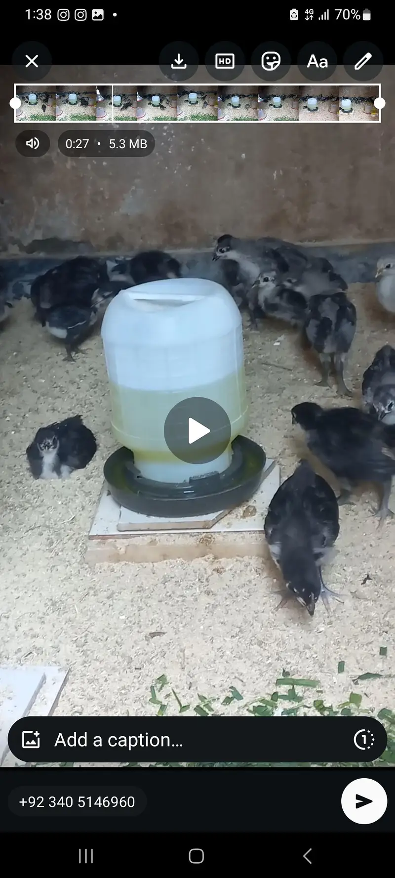 Heritage Australorp — photo 7