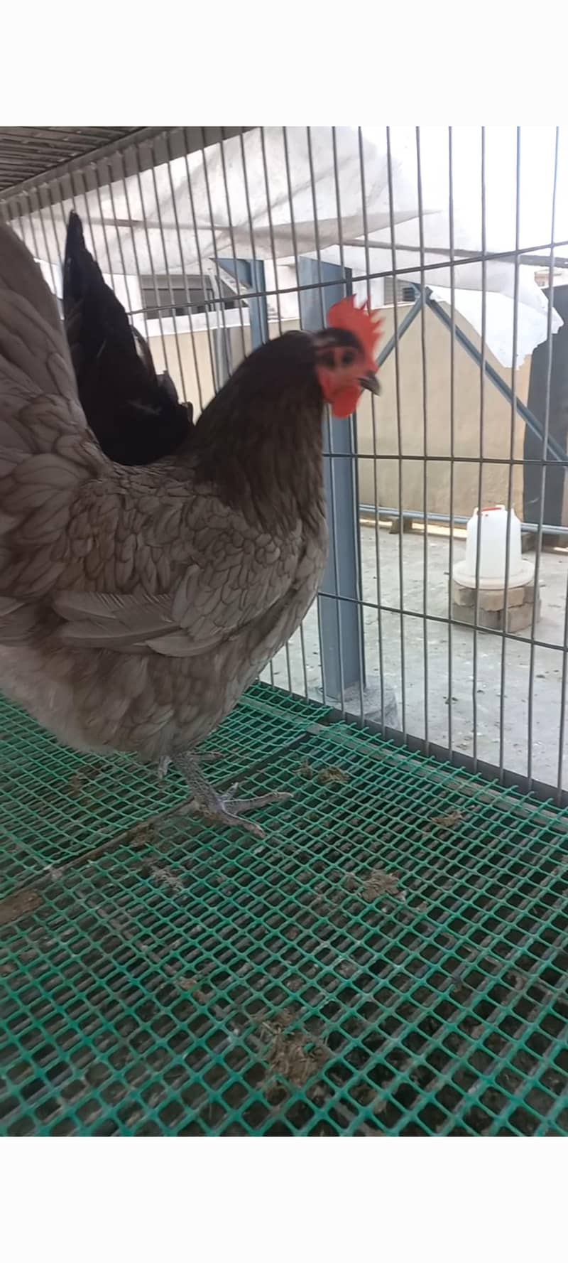 Australorp Haritage 6